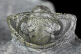 Detailed Gerastos Trilobite Fossil - Morocco #145764-3